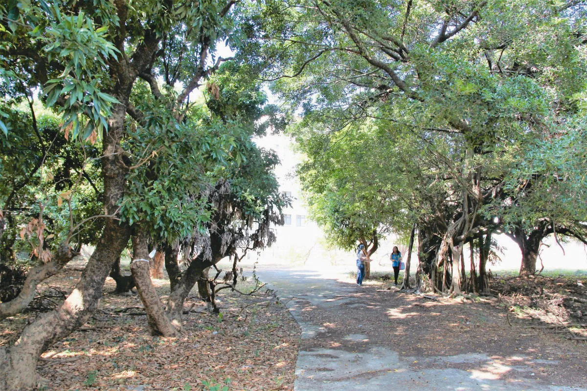 建社宅不要荔枝林？ 居民反彈