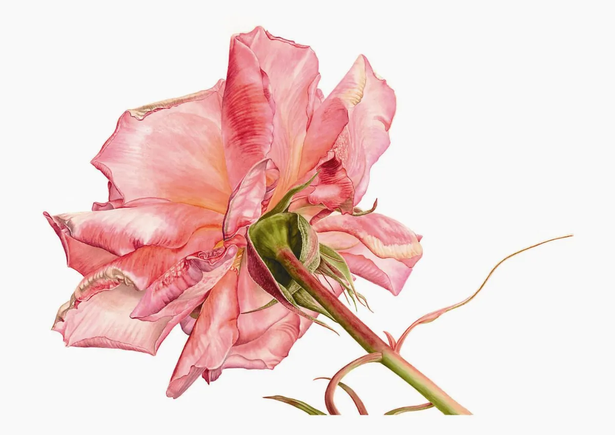 Suzy Abott植物學系列水彩畫展 玫瑰和百子蓮