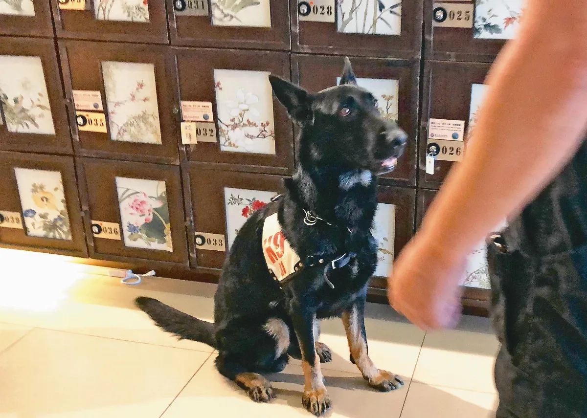 警犬安靜沉穩 才能進宮偵爆