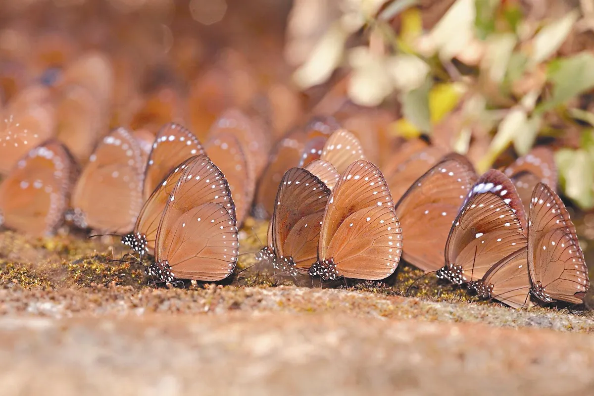紫斑蝶季來了 蝶迷快到茂林