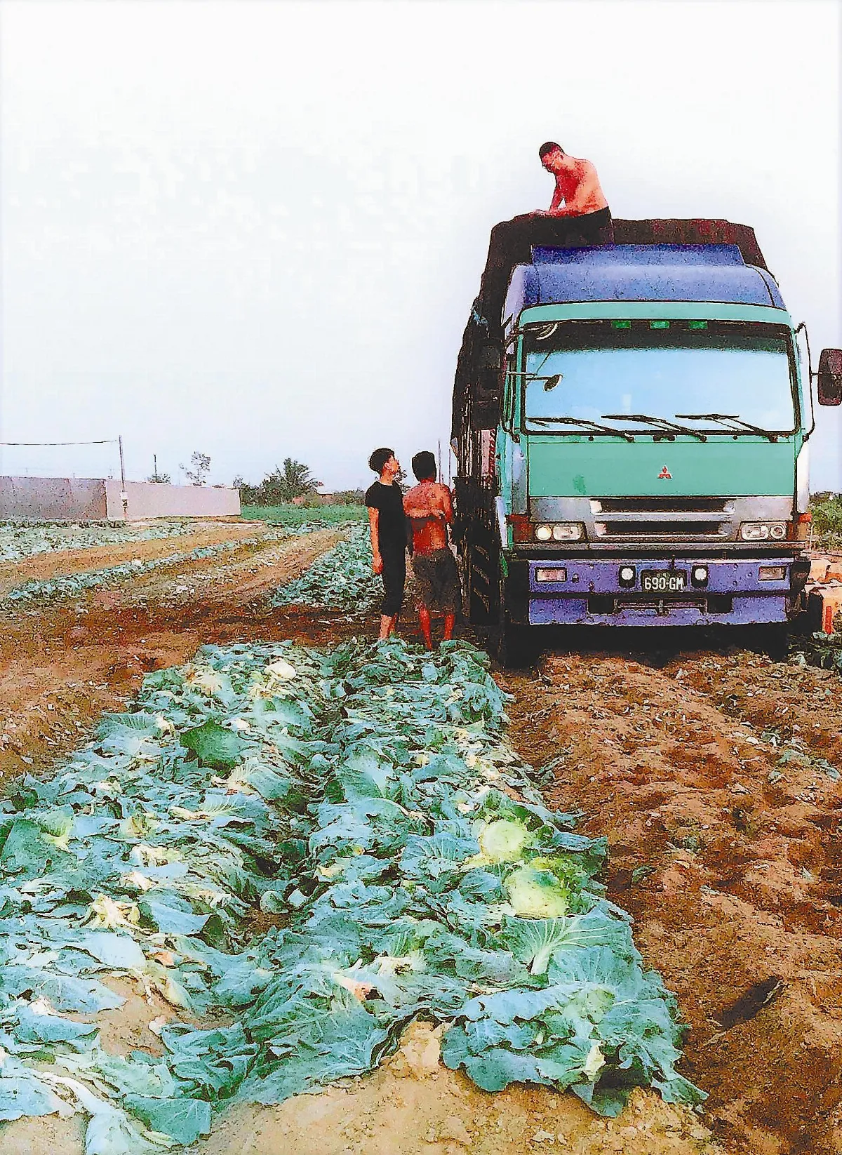 高麗菜價跌 網友集資助農