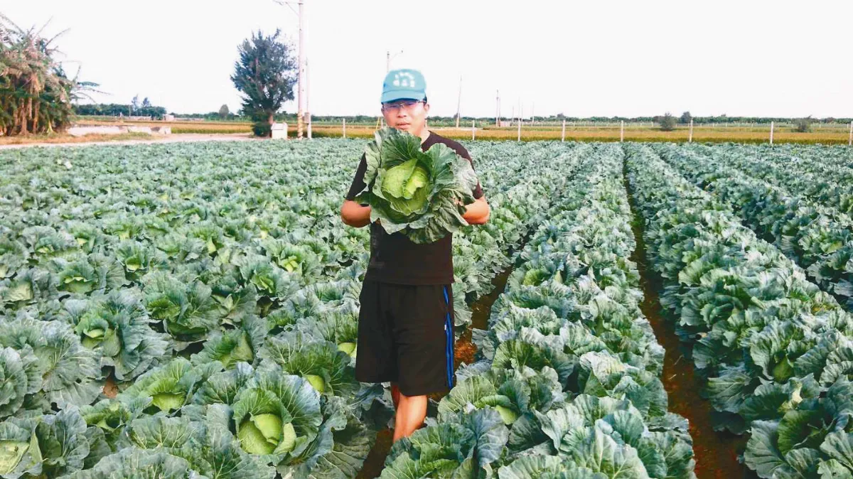 不忍高麗菜當綠肥 1顆賣10元