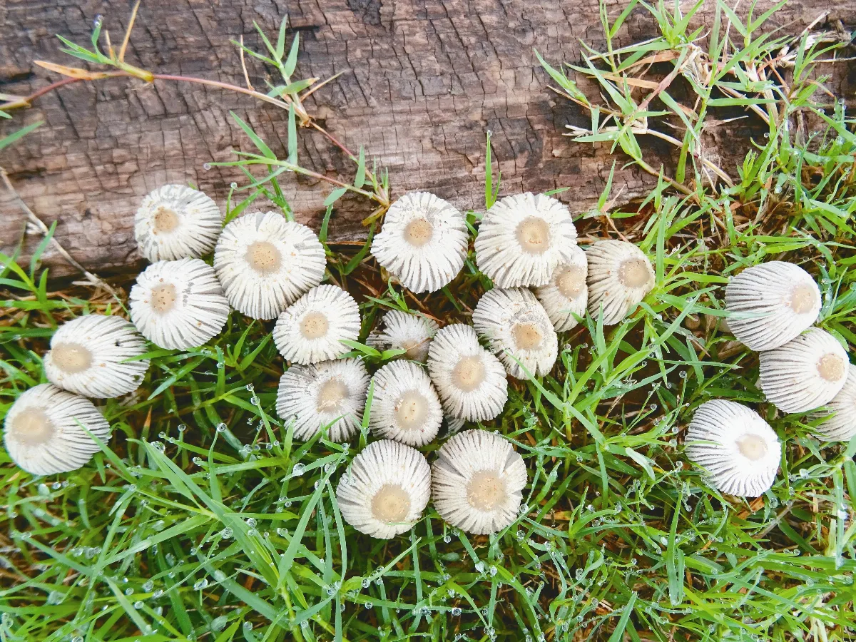 生活快門 可愛的小雨傘