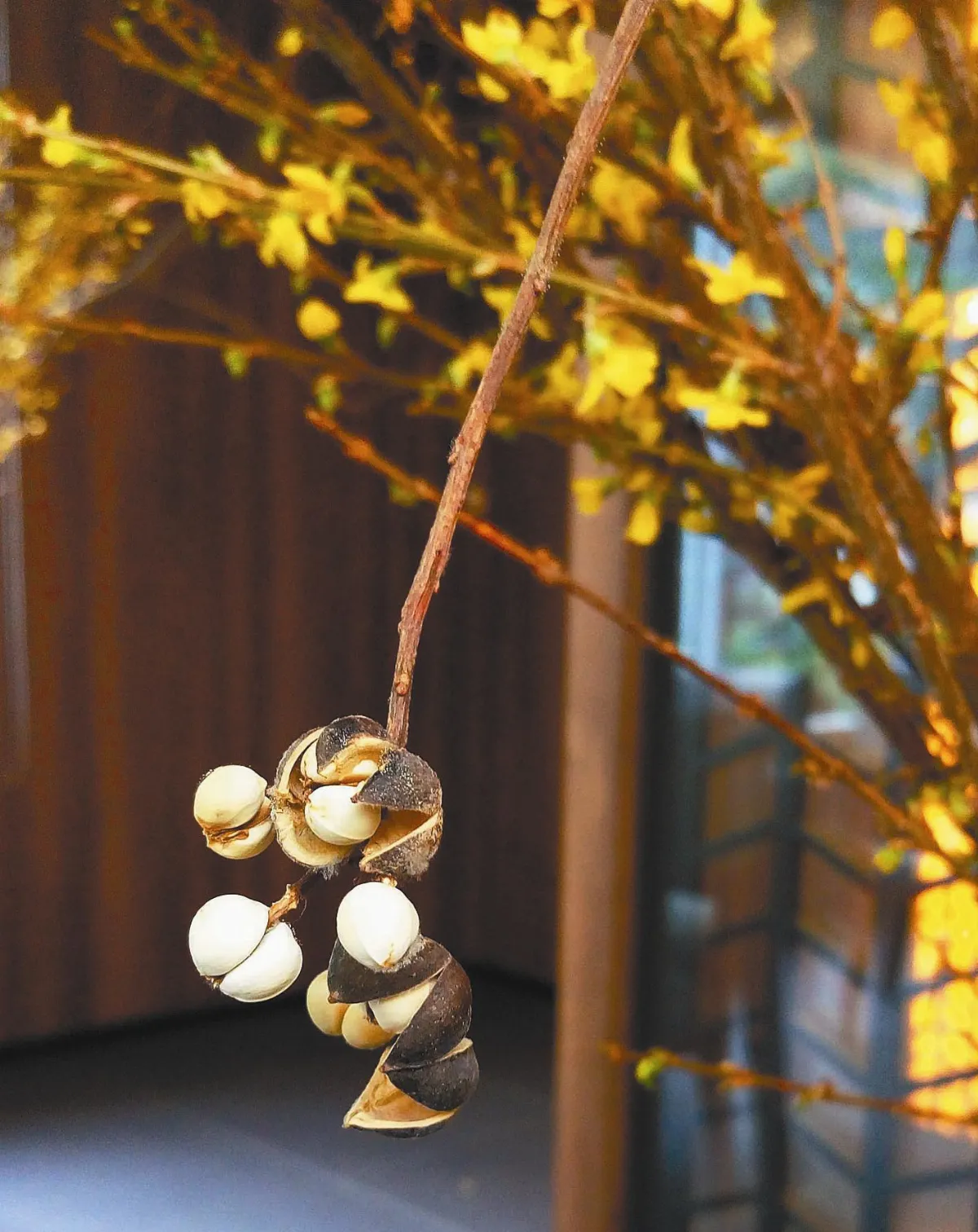 人間風景子如星