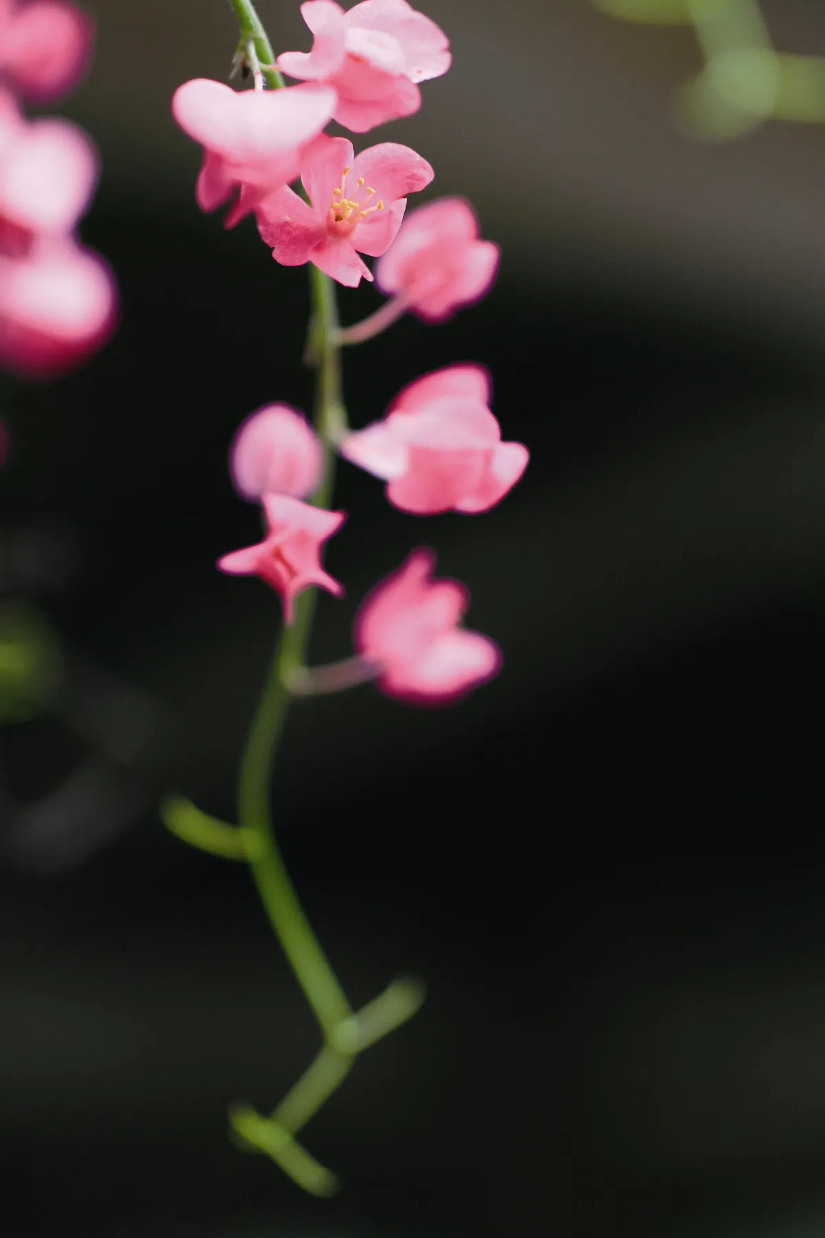 《佛陀本緣故事》 貧施求福 來世得報