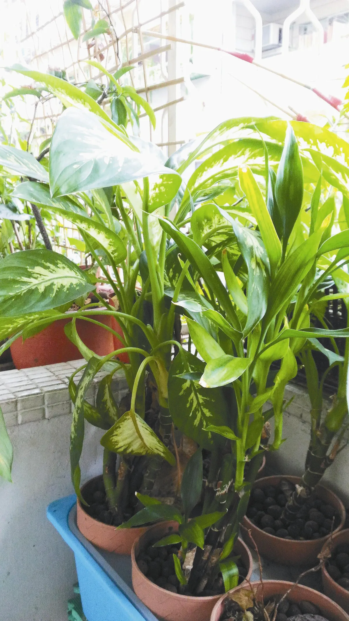 簡單生活不簡單 讓天公養魚種菜