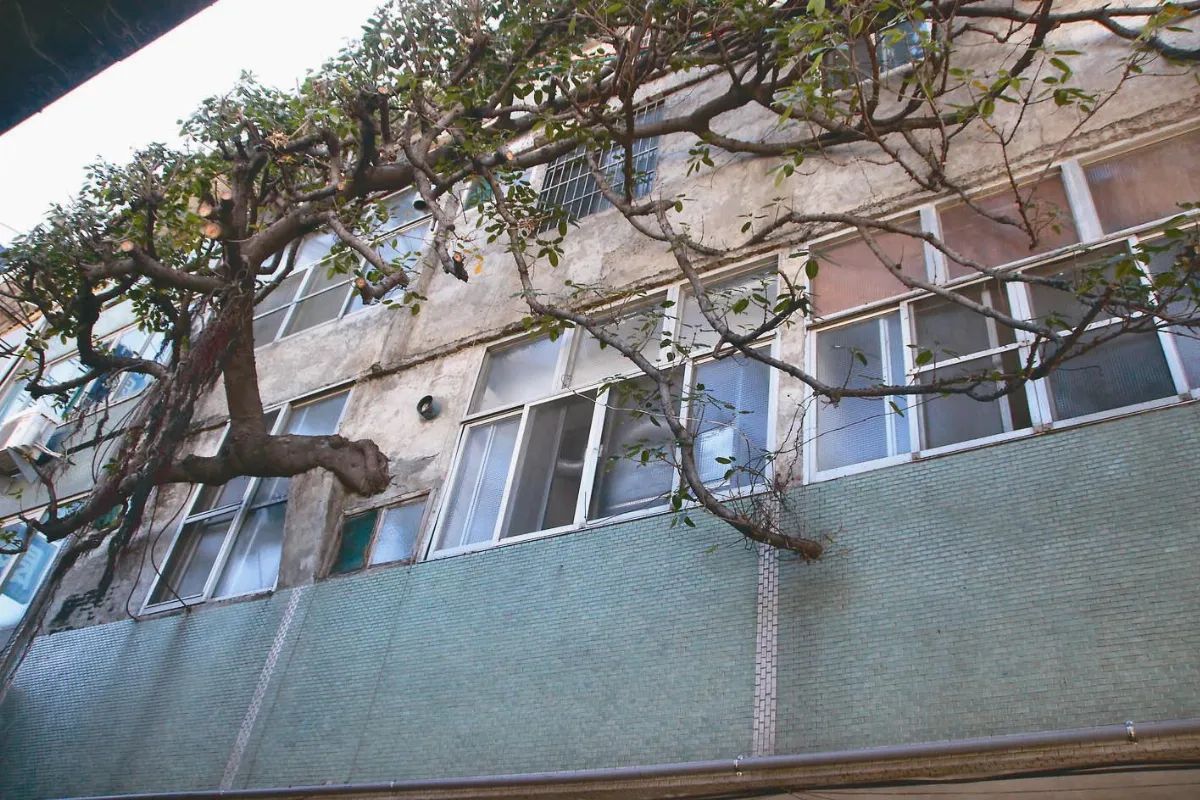 我家有棵樹 同居40年