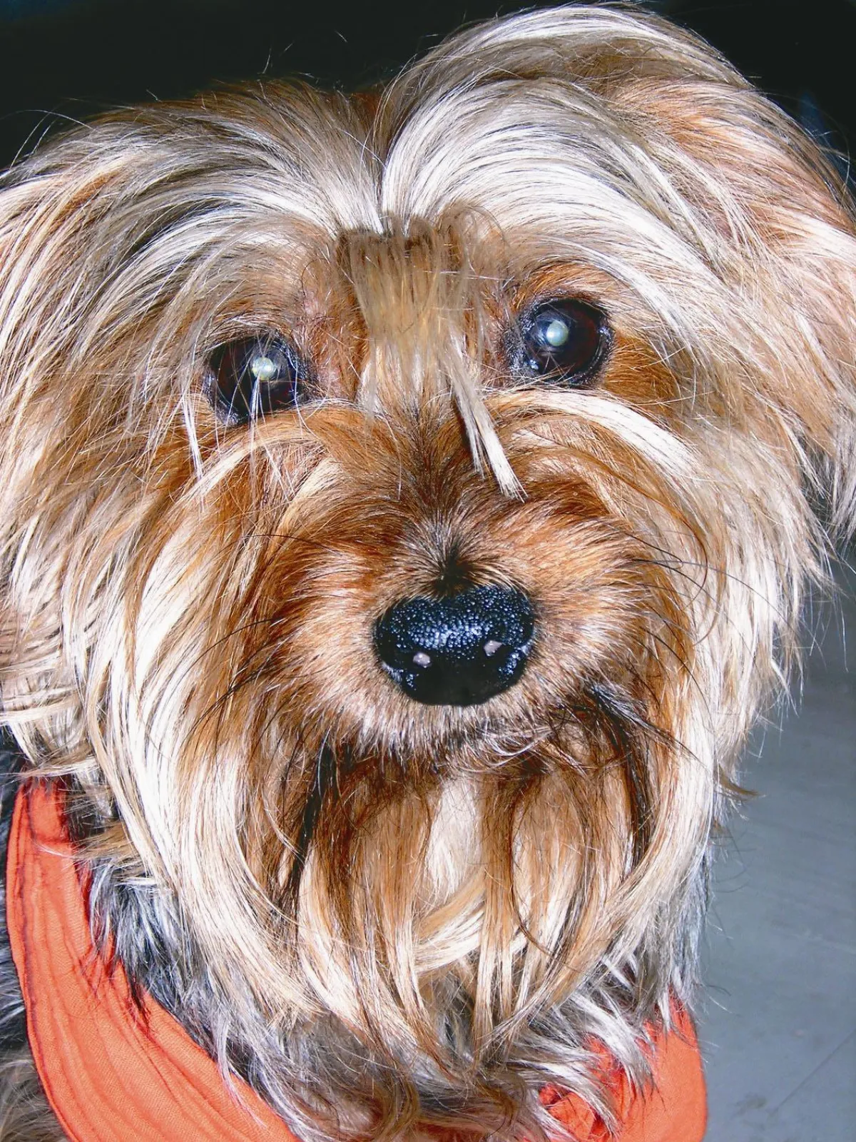 胡桃鉗明星犬退休 找接班狗