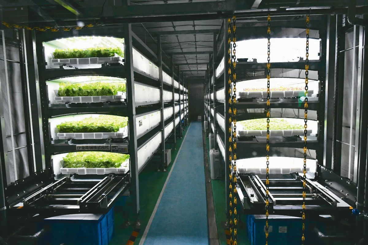 地下植物工廠 種菜全自動