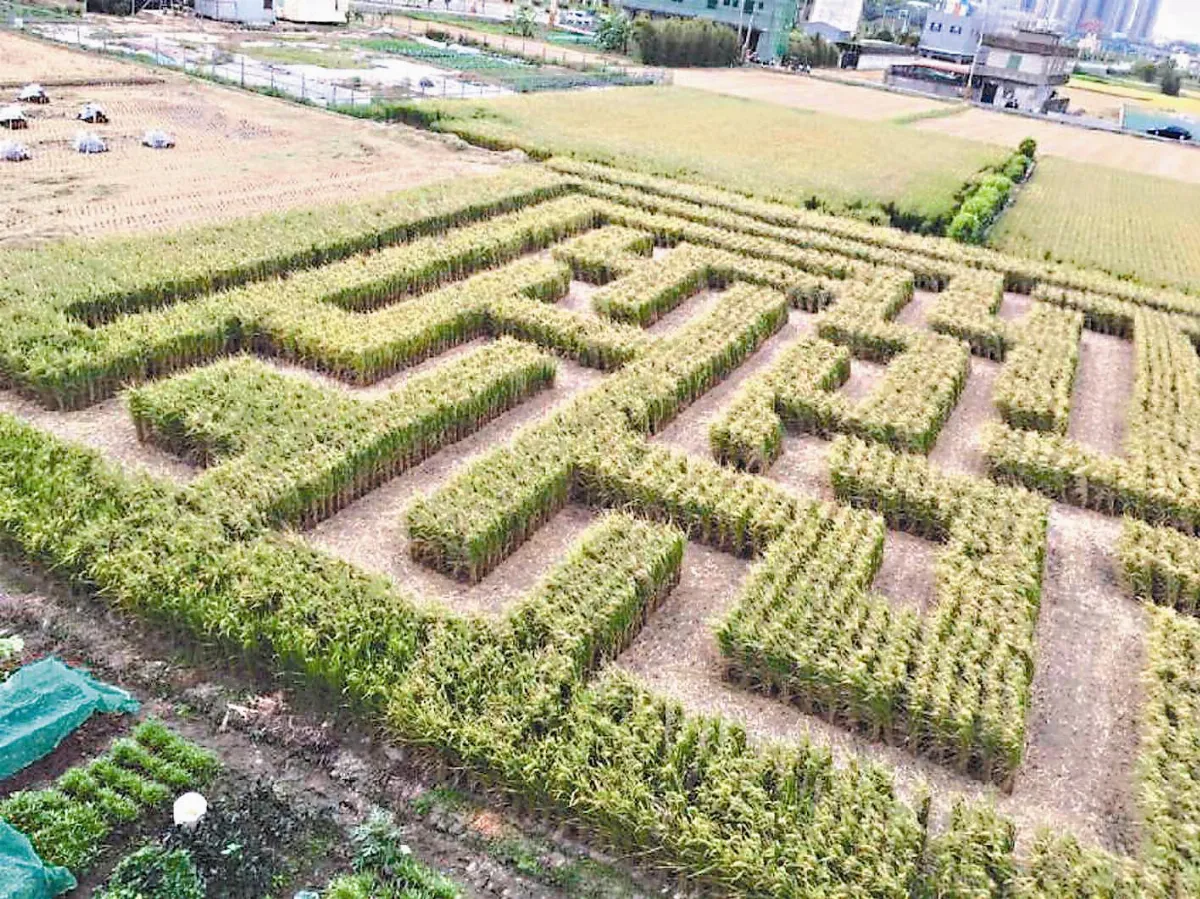 600坪稻田迷宮 竹東捉迷藏