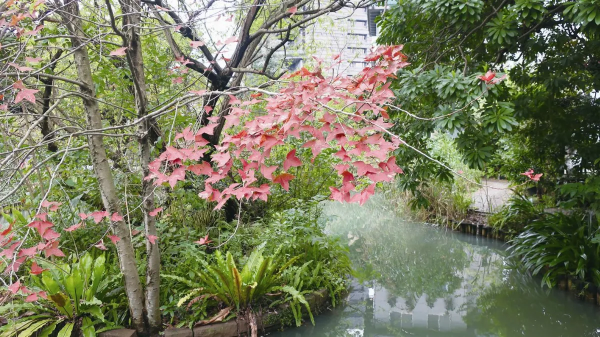 城市散步  池邊青楓紅