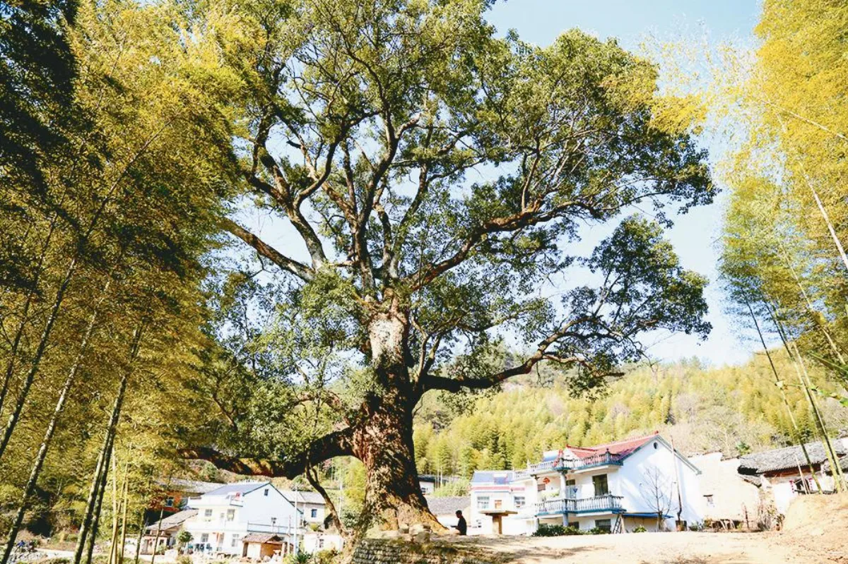 【行走人間】 黃龕樟樹 和古民居