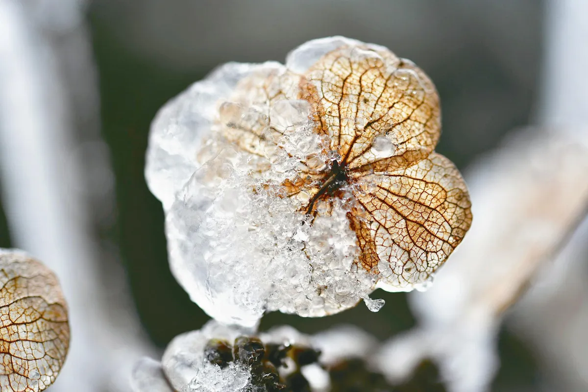 微觀冰雪入畫
