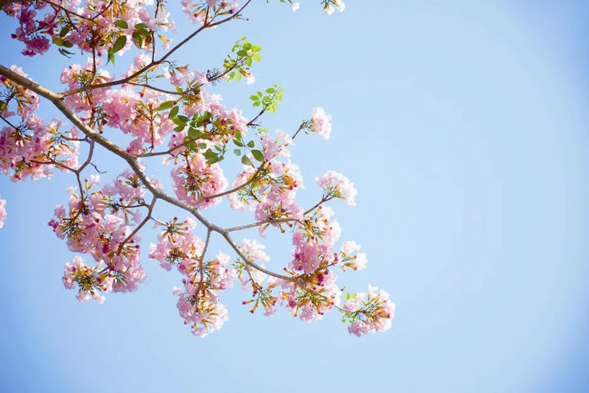 六祖壇經講話  坐禪品第五  問題講解4  （四）妄固縛人，淨如何縛人呢？