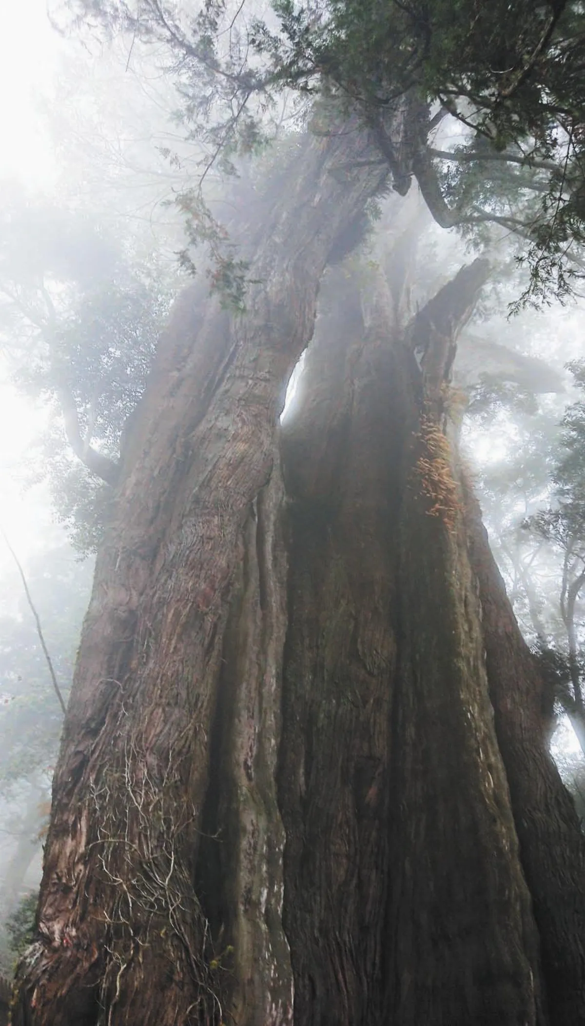 台灣第2大 鹿林神木在路旁
