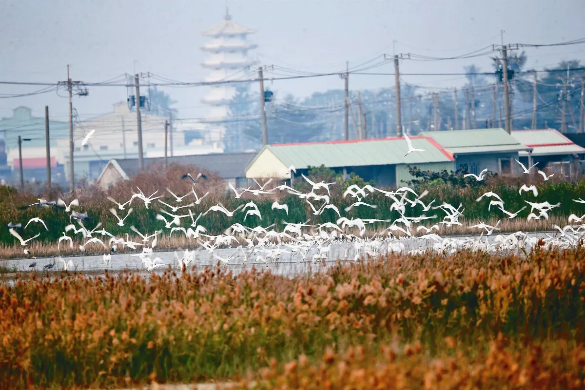 2018大爆發 400黑琵 永安、茄萣溼地歇腳