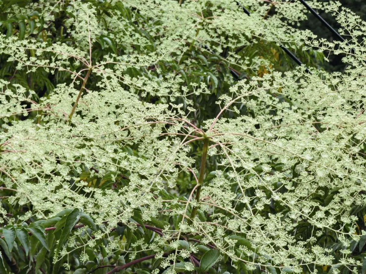 山  村 生活   初冬的後花園