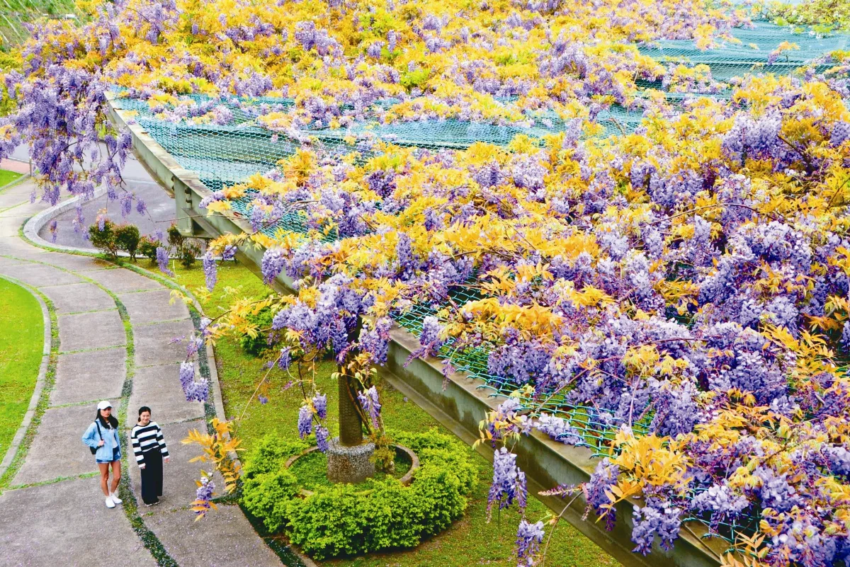吸引藍鵲來築巢 佛大綠色校園 獲國際能源管理證書