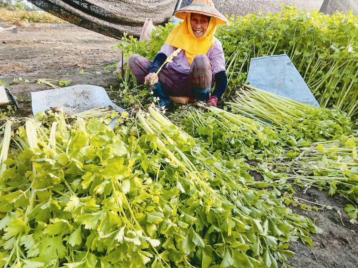 阿婆一生懸命 留住芹菜管香甜