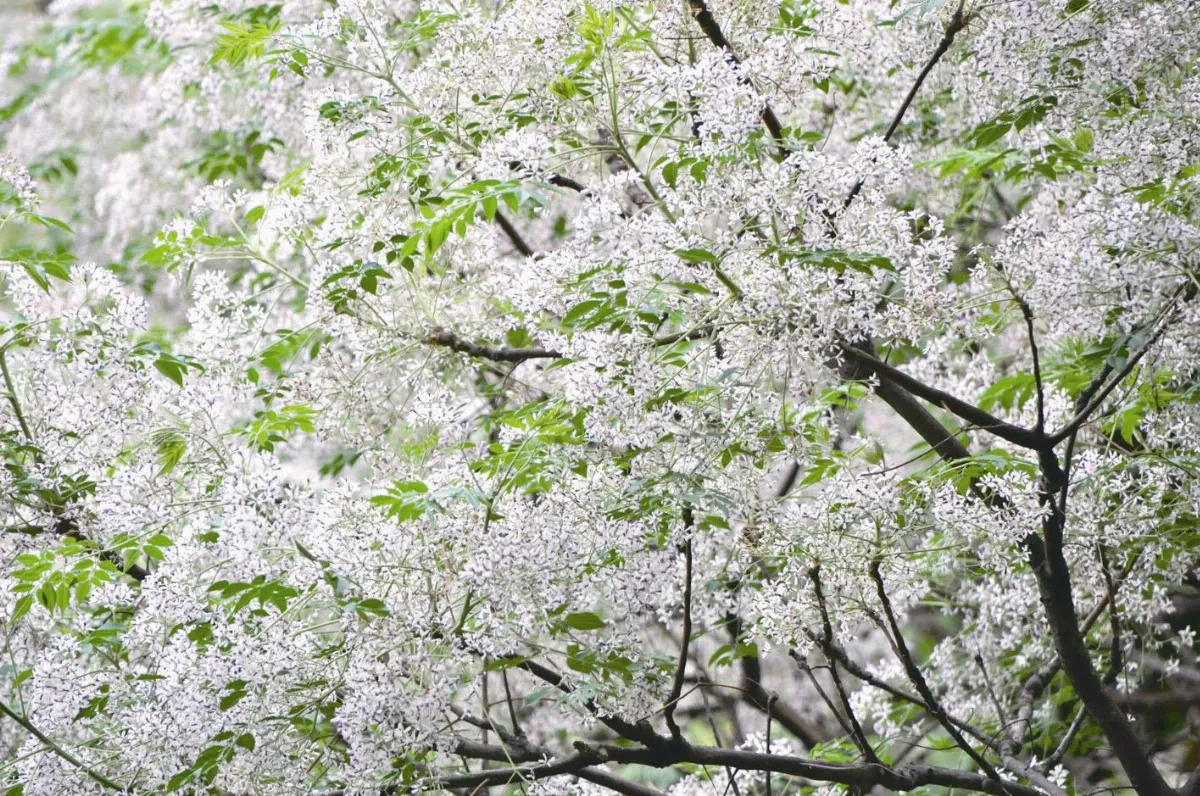 苦楝好可憐 景觀道路改種欒樹