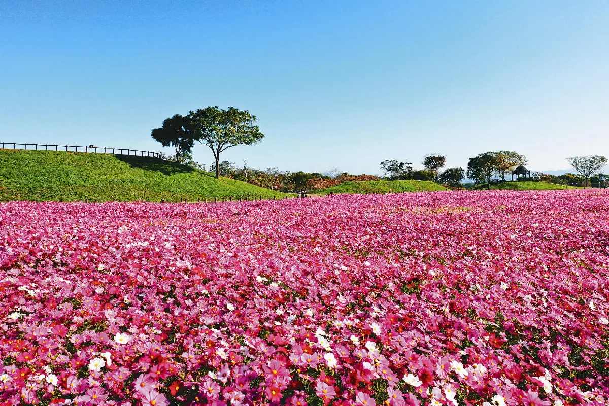 后里環保公園 1.2公頃花海繽紛