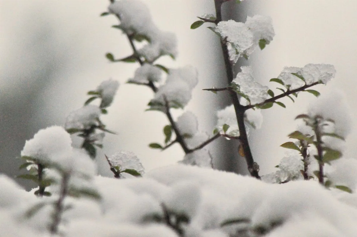 分享時刻 飄雪時看見孤單