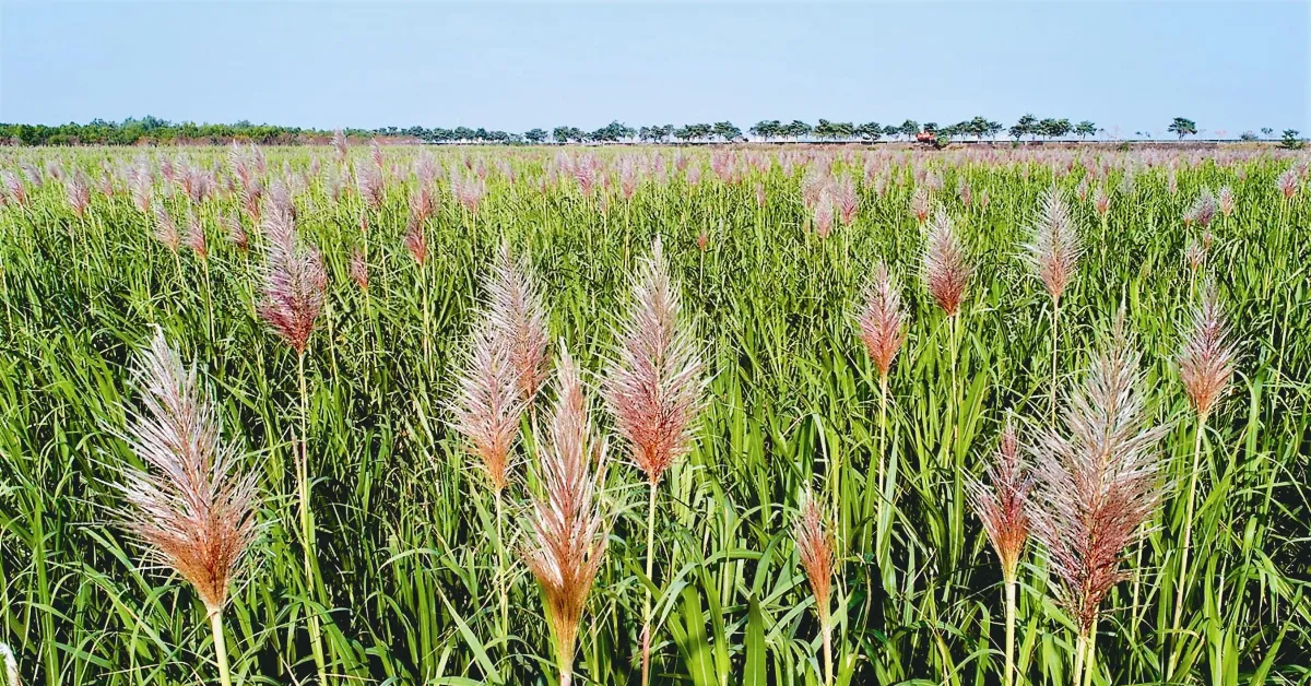 暖冬少雨 甘蔗開花