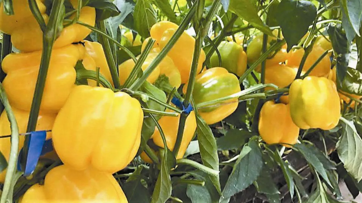 彩椒夢 改變家運