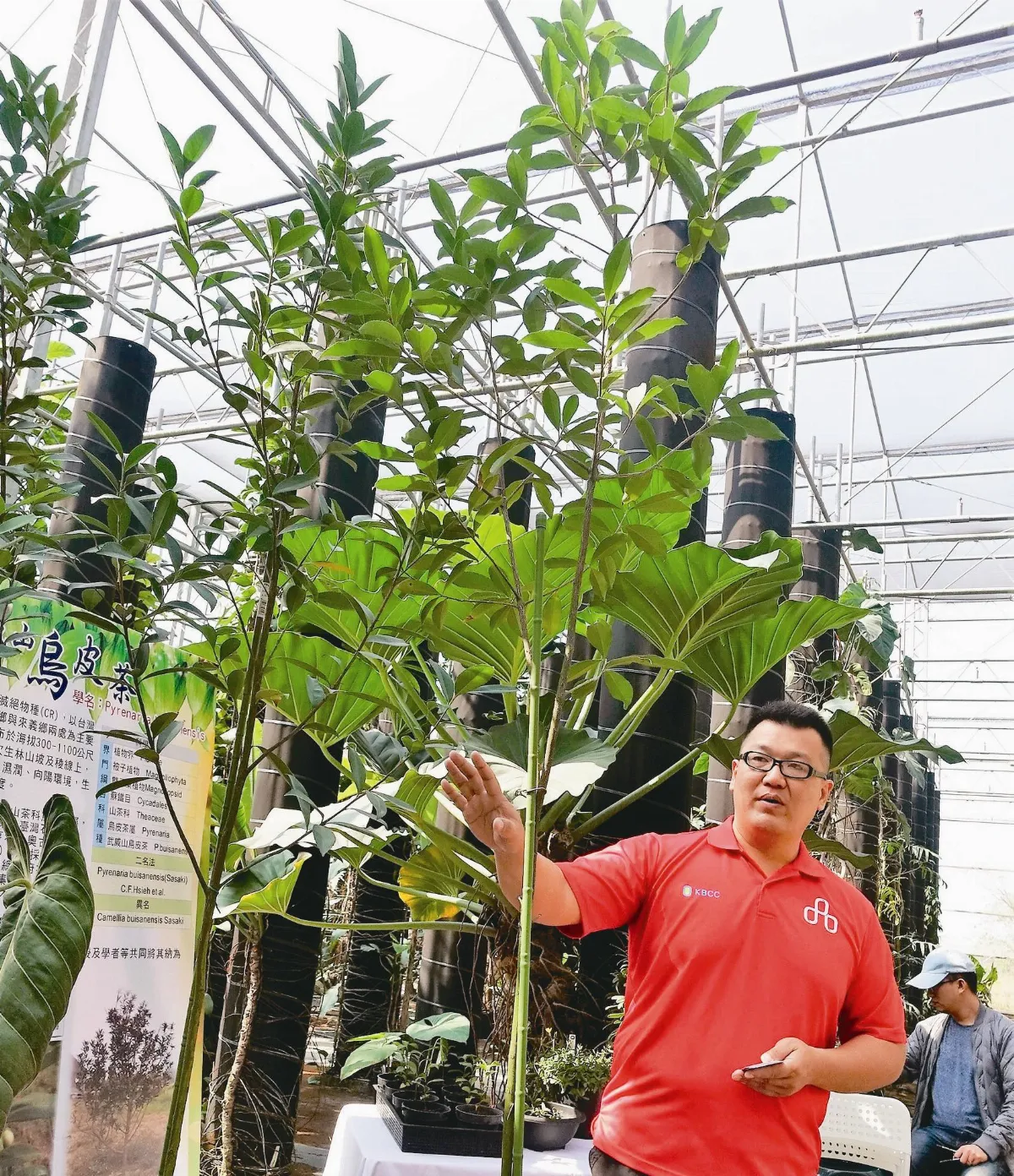 瀕絕武威山烏皮茶成功復育1916棵