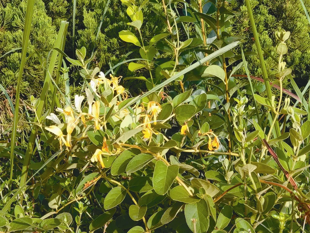 植物教室 金銀花
