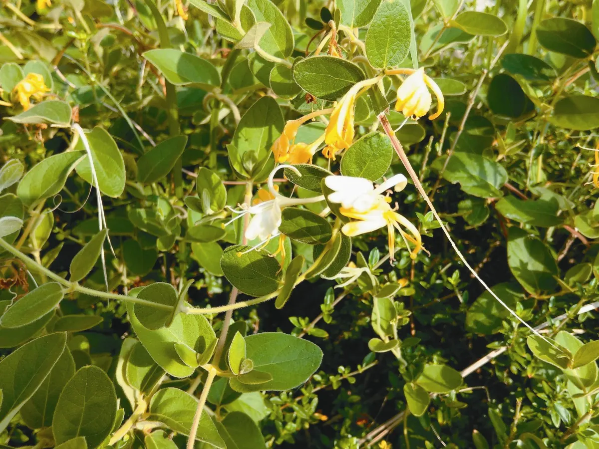 植物教室 金銀花