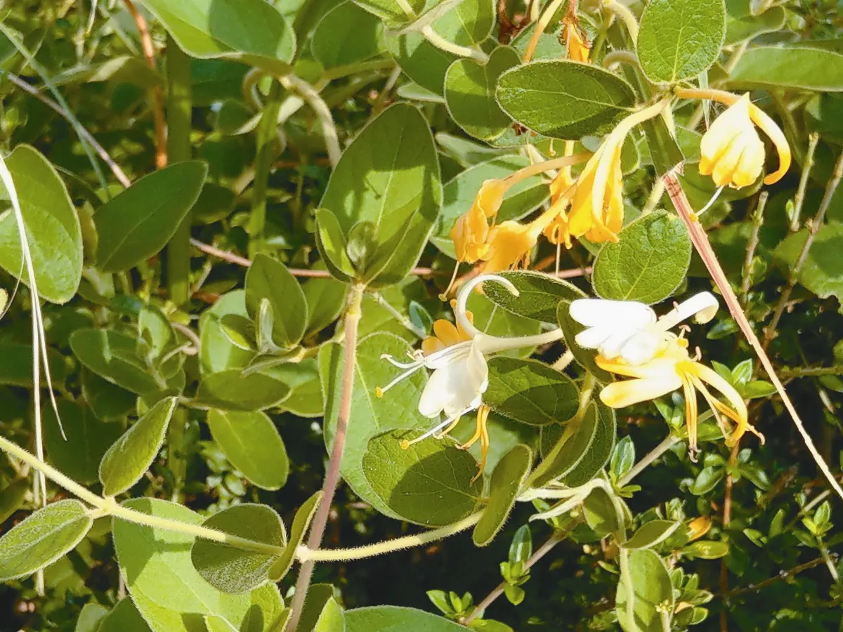 植物教室 金銀花