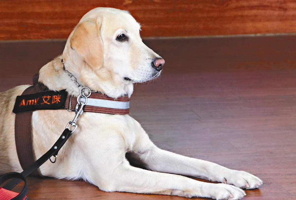 陪伴犬入校園 特教生更專注