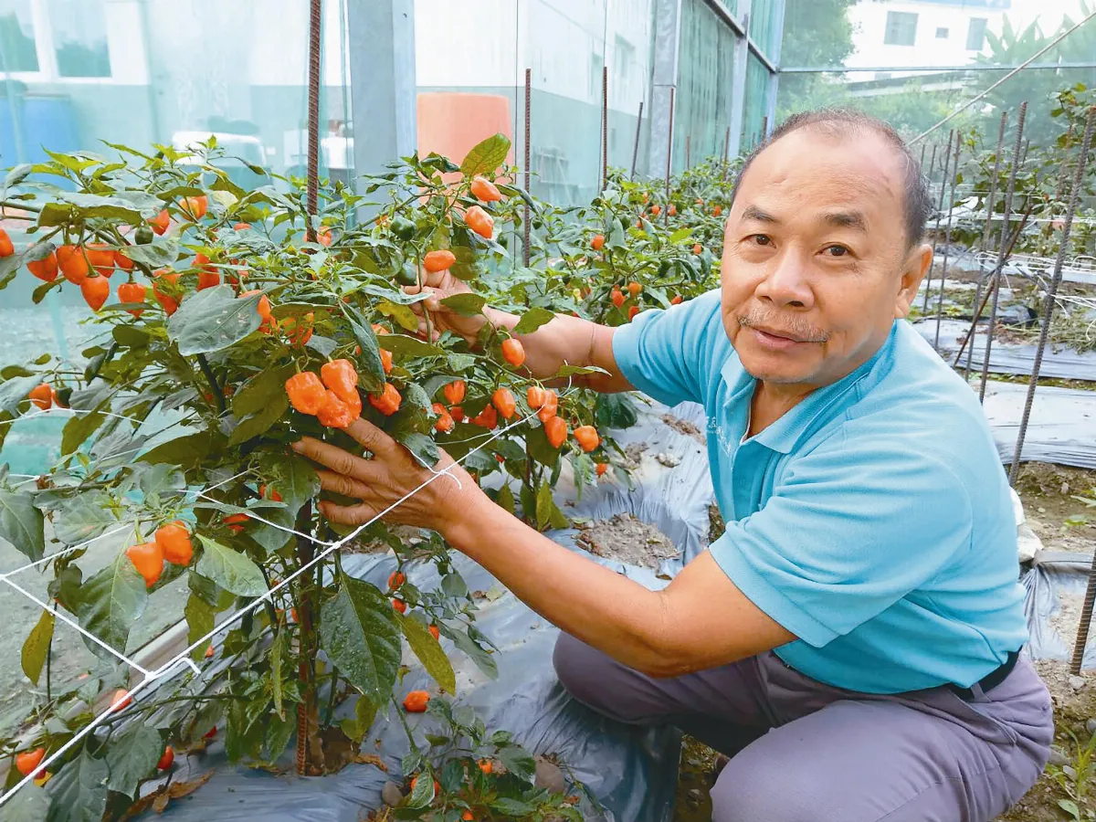 辣椒達人 14品種栽植15年