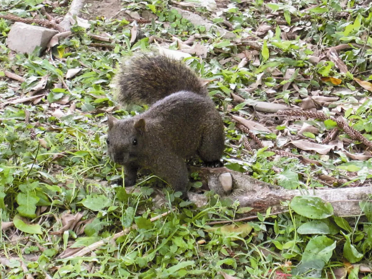 自然筆記 活潑可愛的赤腹松鼠