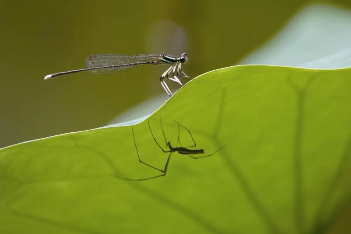 生命畫語 相安無事