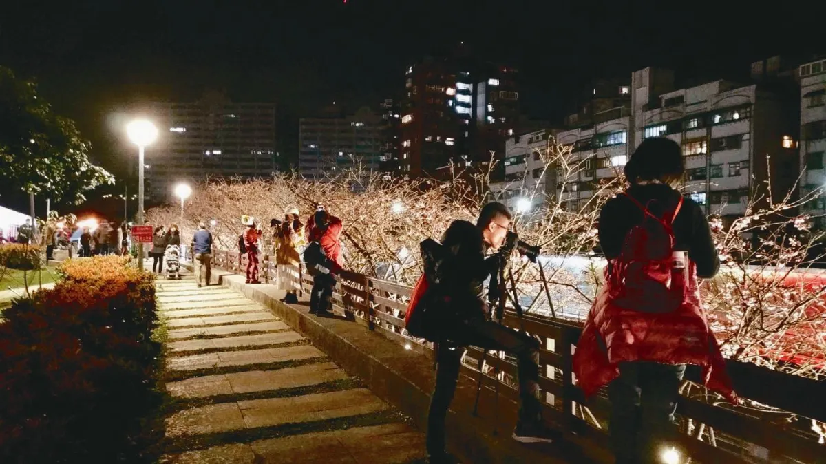 台北樂活夜櫻 浪漫迎春
