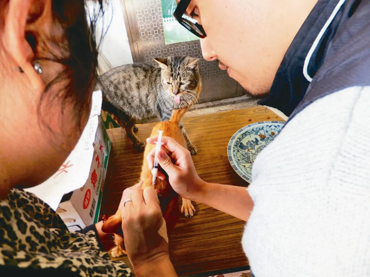 猴硐貓村染貓瘟 不排除封村