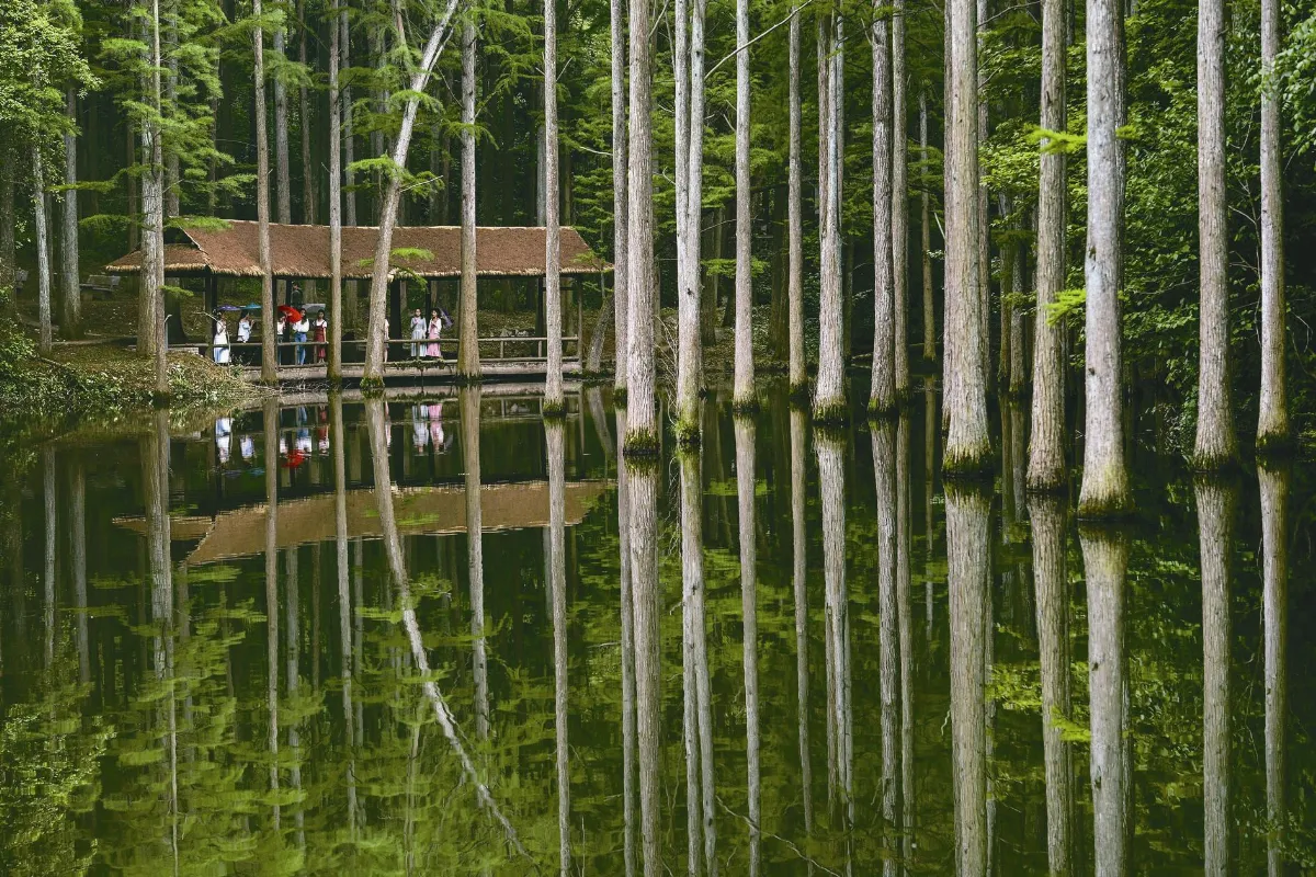 綠蔭經濟 森林旅遊正夯