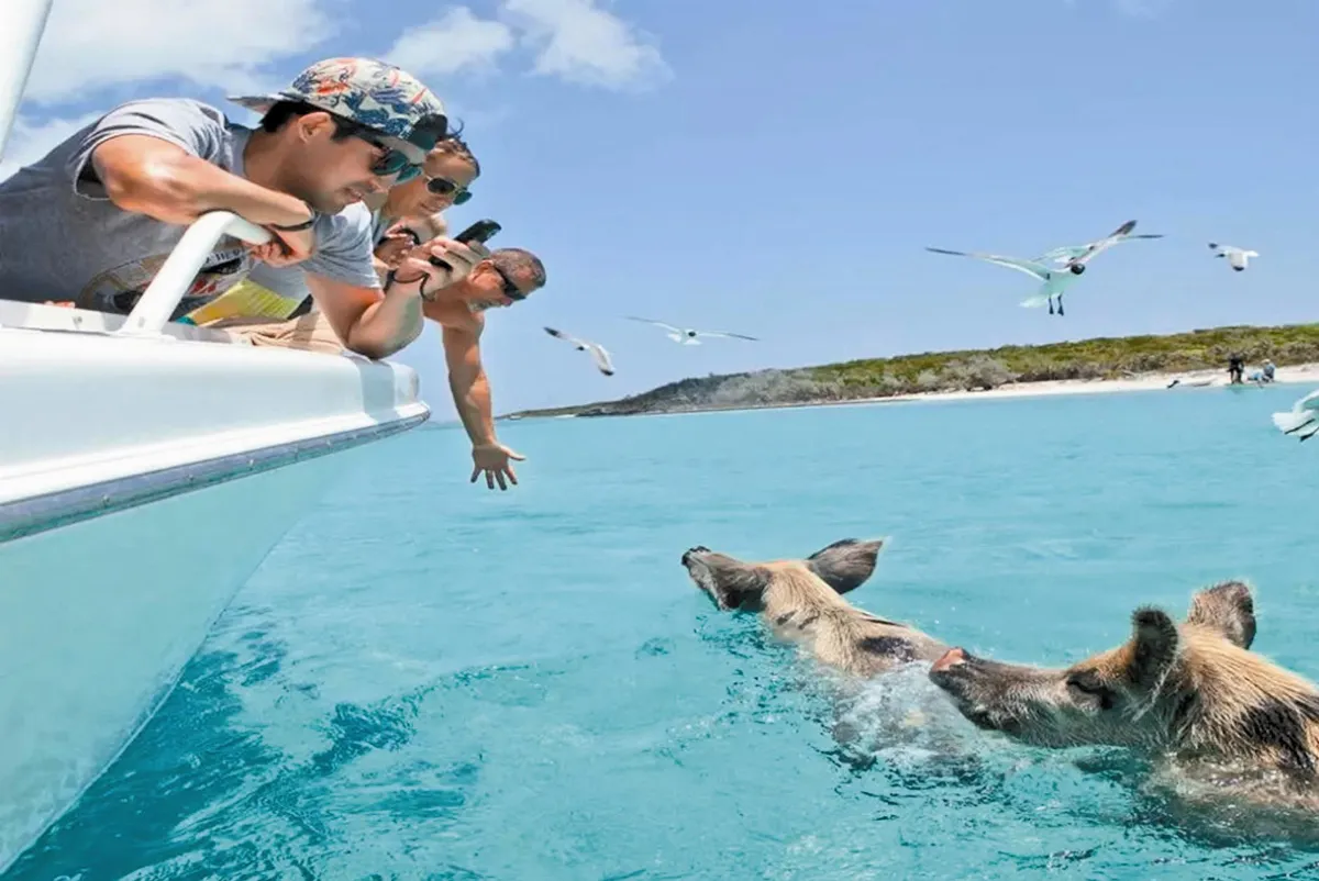 巴哈馬幸福豬 天天在度假