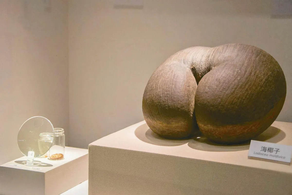 世界最大、最小種子 同框展出