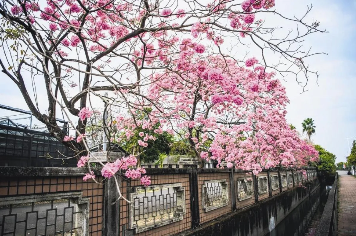 嘉義特教學校 盛開迷人花景