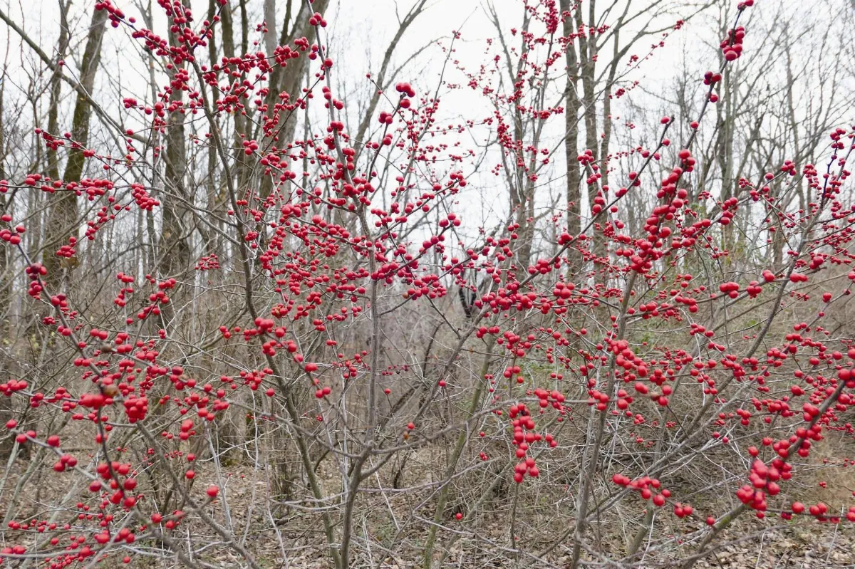 詩 進行式──Burdette Park