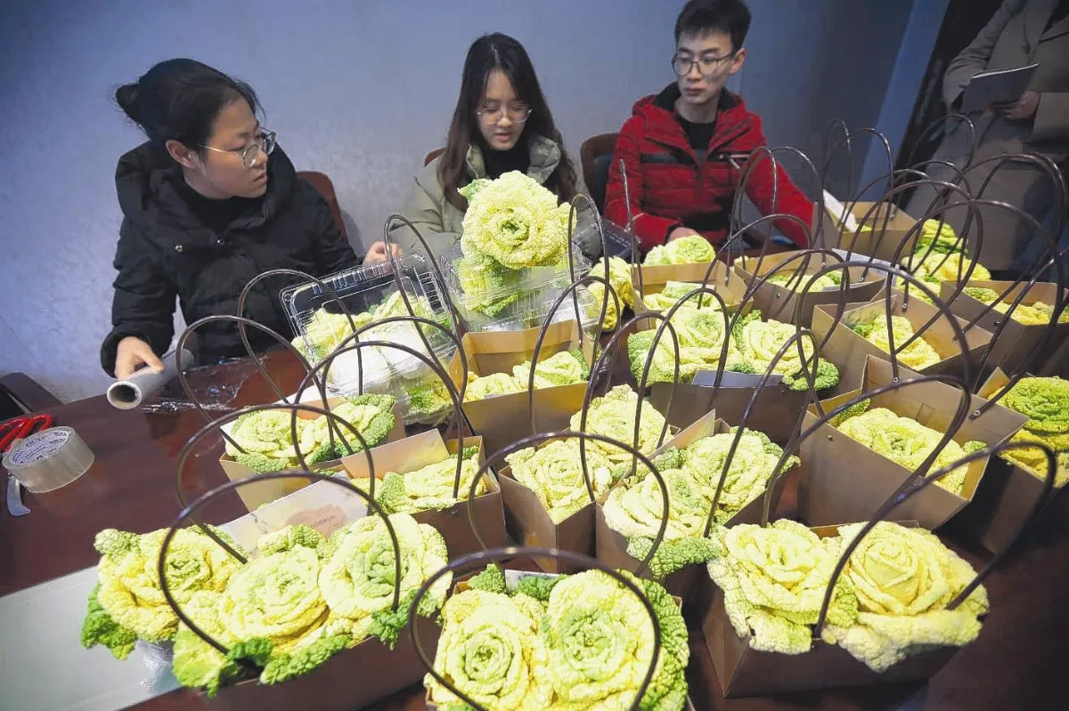 迷人玫瑰白菜