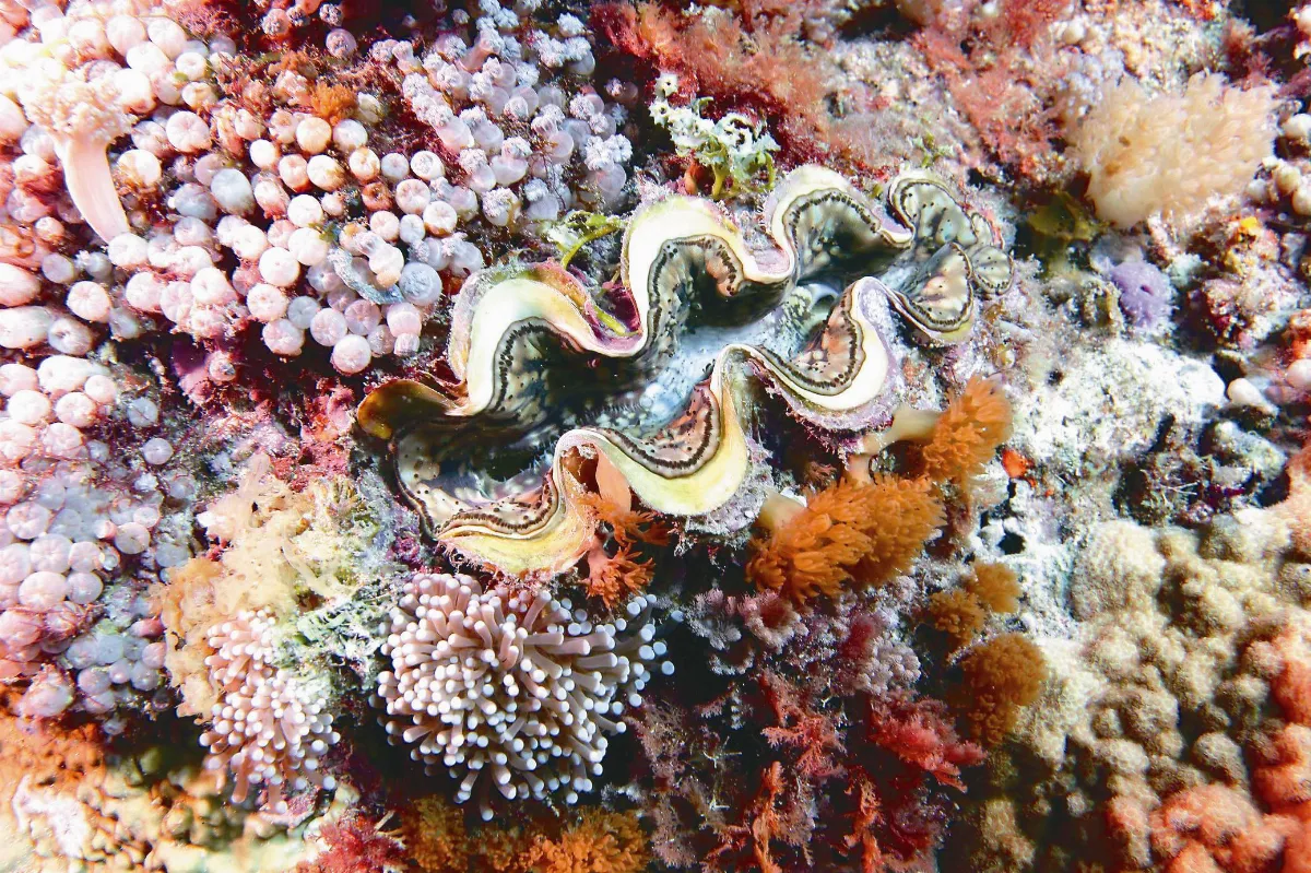 硨磲貝復育基地 落腳綠島