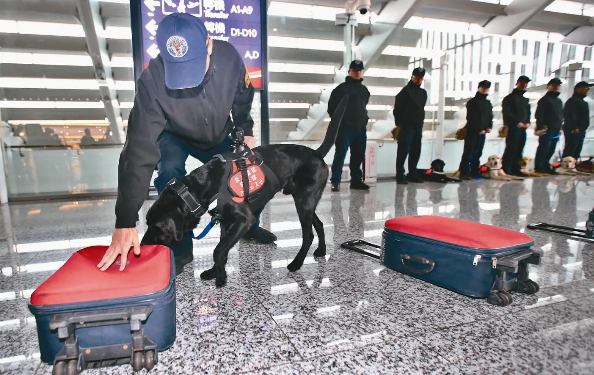 檢疫豬瘟 8警犬轉職上前線