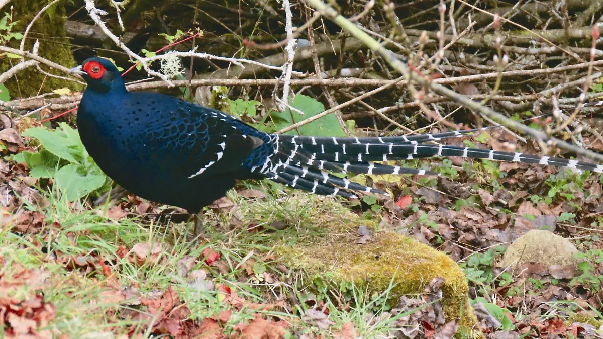 國鳥帝雉 小笠原山復育有成