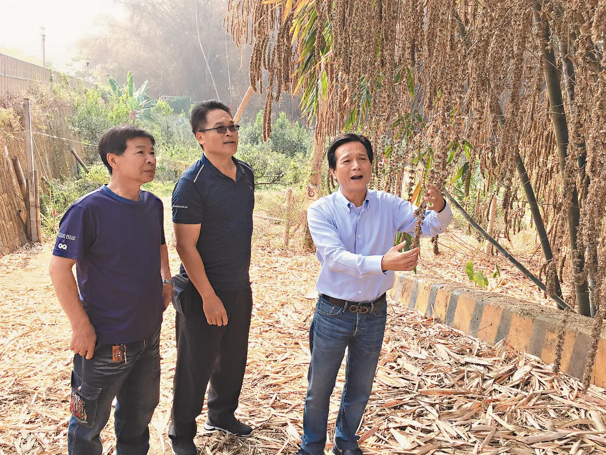 缺水！ 竹開花、茶枯了