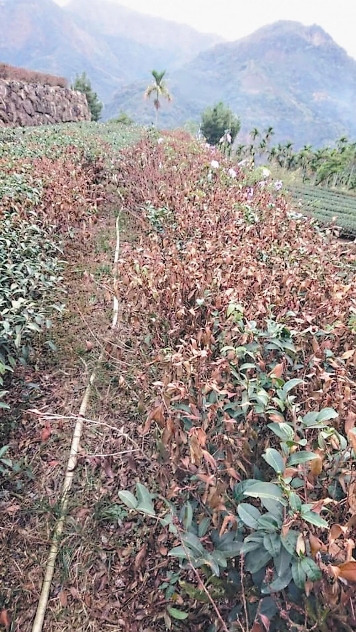 缺水！ 竹開花、茶枯了