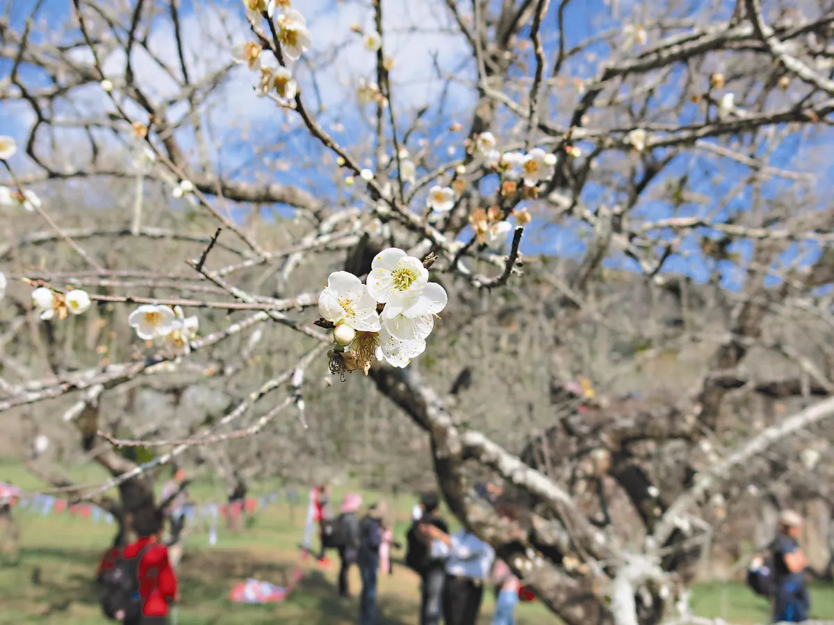 信義鄉梅樹遇暖冬 開花不結果